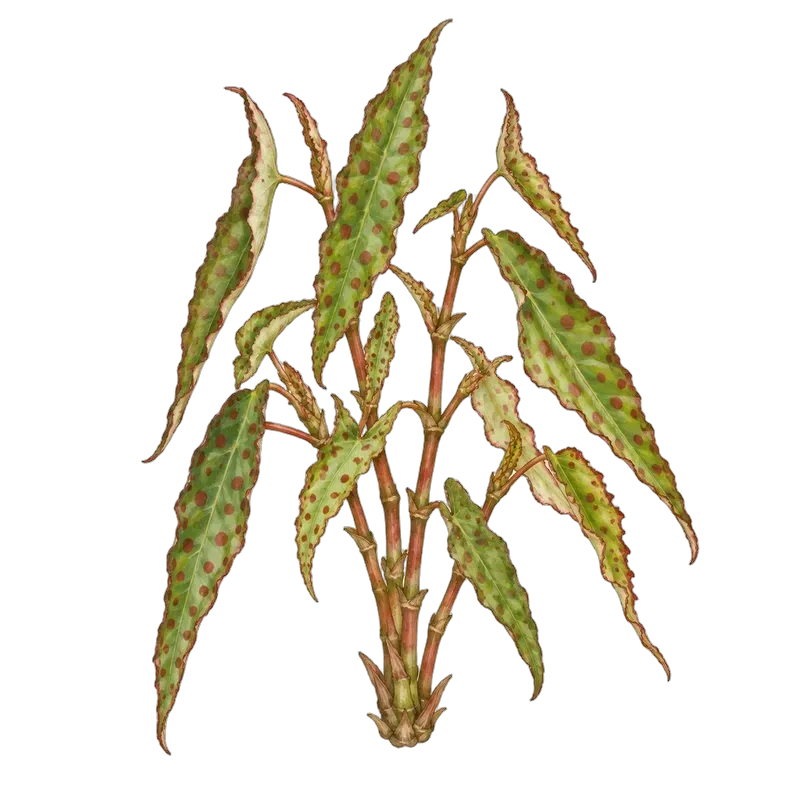 Botanische Illustration: Begonia amphioxus