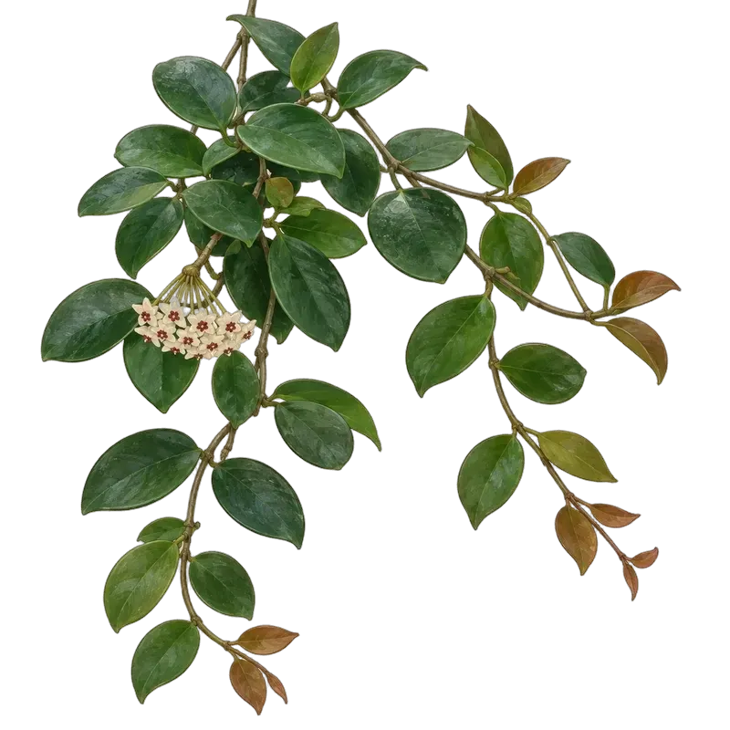 Botanische Illustration: Hoya australis Lisa (Grundform)