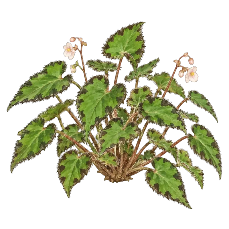 Botanische Illustration: Begonia bowerae