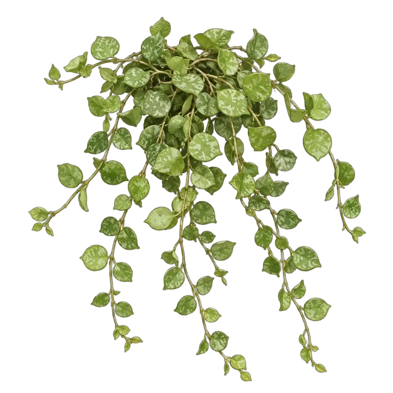 Botanische Illustration: Hoya curtisii