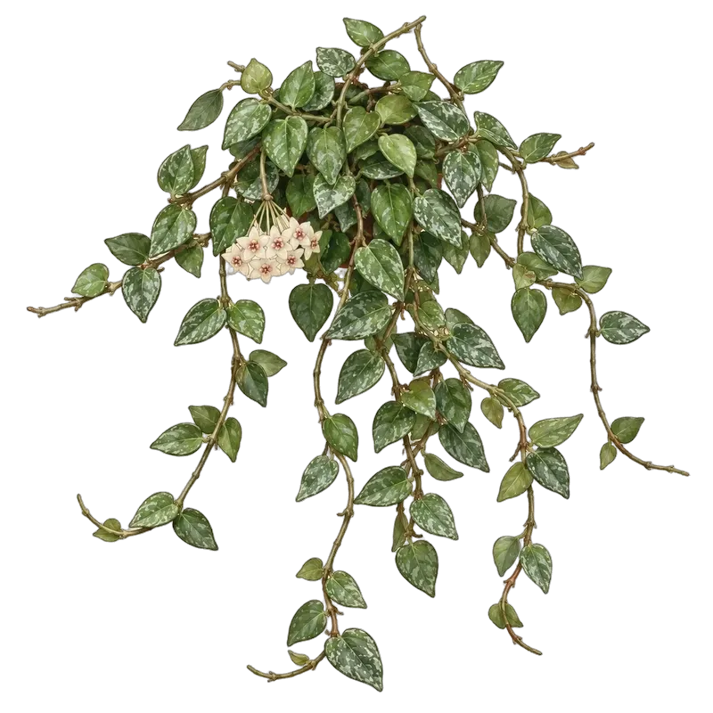 Botanische Illustration: Hoya krohniana