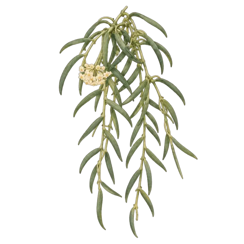 Botanische Illustration: Hoya linearis