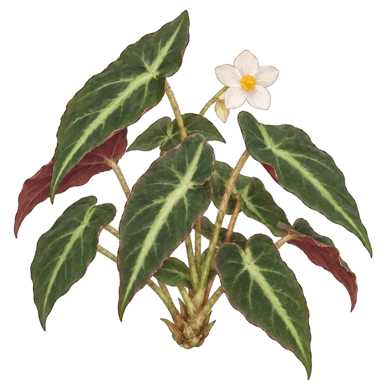 Botanische Illustration: Begonia listada