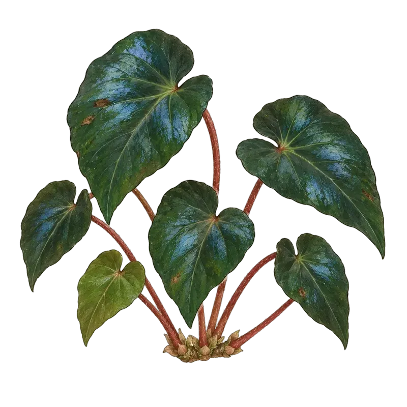 Botanische Illustration: Begonia pavonina