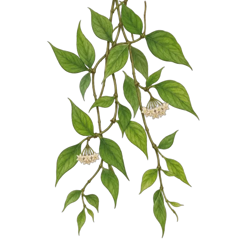 Botanische Illustration: Hoya polyneura