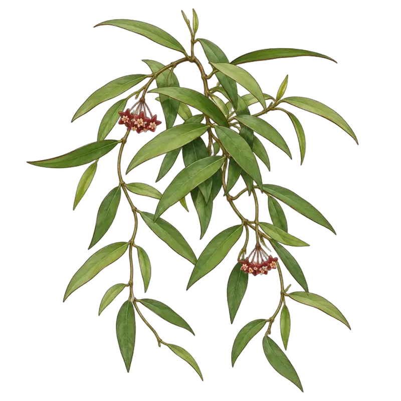 Botanische Illustration: Hoya wayetii